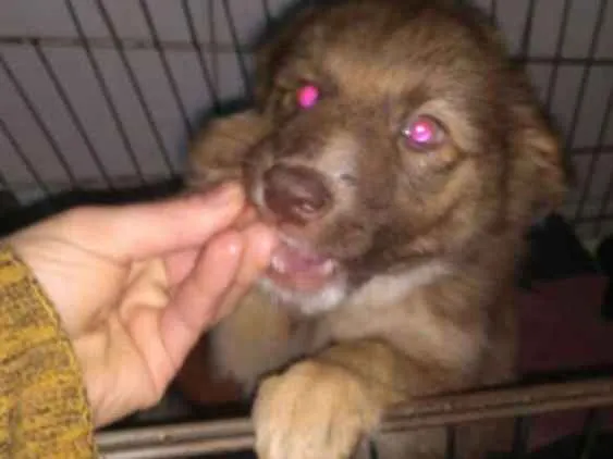 Cachorro ra a Srd  idade 2 a 6 meses nome Filhotes 