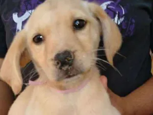 Cachorro raça Srd  idade 2 a 6 meses nome Filhotes 