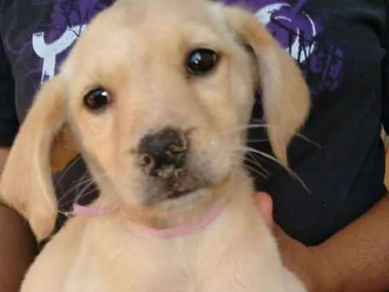 Cachorro ra a Srd  idade 2 a 6 meses nome Filhotes 