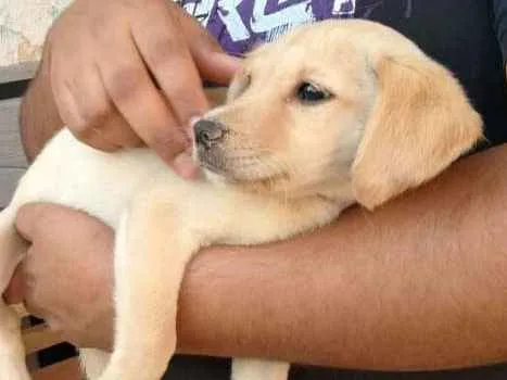 Cachorro ra a Srd  idade 2 a 6 meses nome Filhotes 