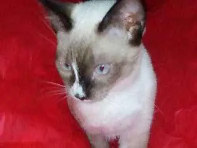Gato ra a Srd idade 7 a 11 meses nome Clarinha