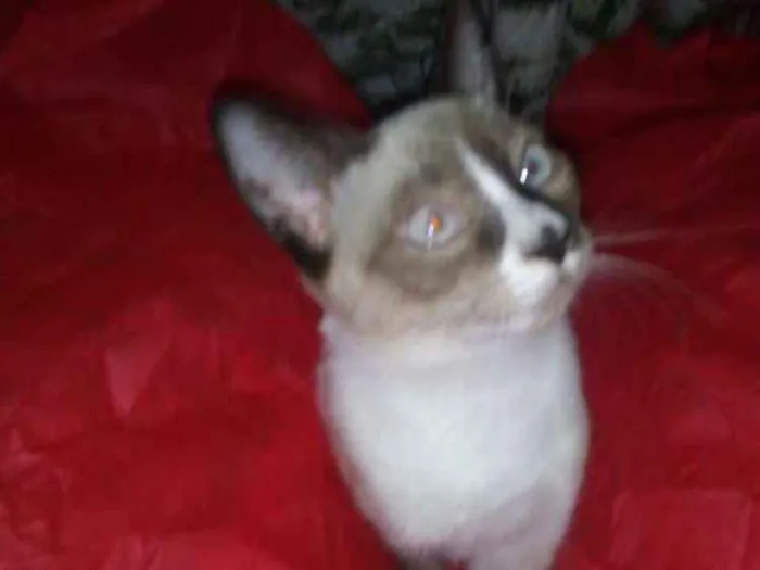 Gato ra a Srd idade 7 a 11 meses nome Clarinha