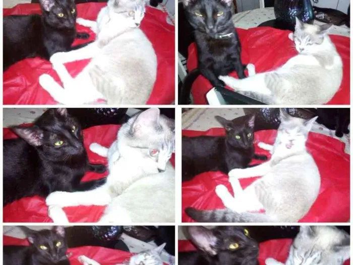 Gato ra a SRD idade 7 a 11 meses nome juca e AMORA