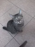 Nego