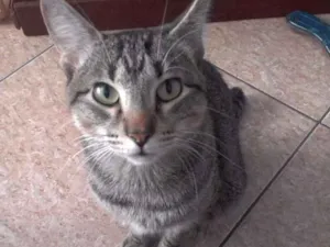 Gato raça Siamês  idade  nome Nego