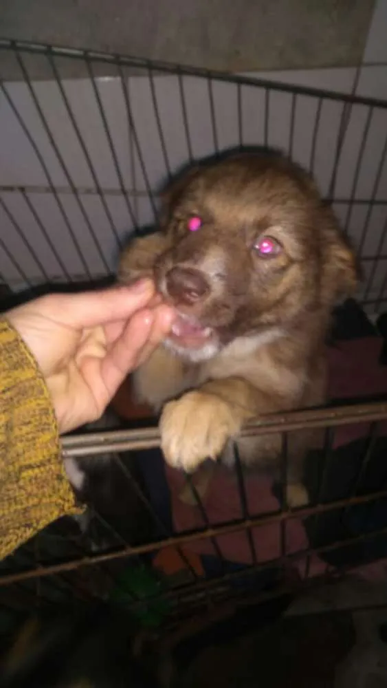 Cachorro ra a  idade 2 a 6 meses nome Filhotes 