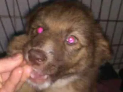 Cachorro ra a  idade 2 a 6 meses nome Filhotes 