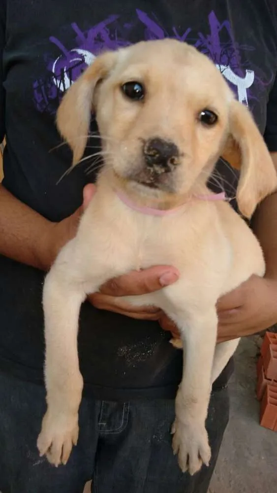 Cachorro ra a  idade 2 a 6 meses nome Filhotes 