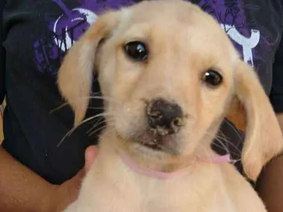 Cachorro ra a  idade 2 a 6 meses nome Filhotes 