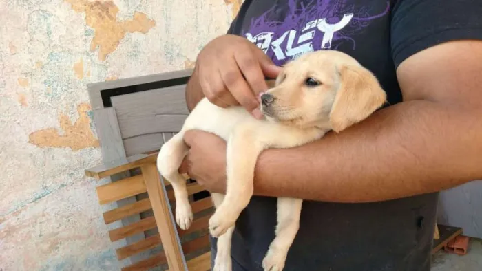 Cachorro ra a  idade 2 a 6 meses nome Filhotes 