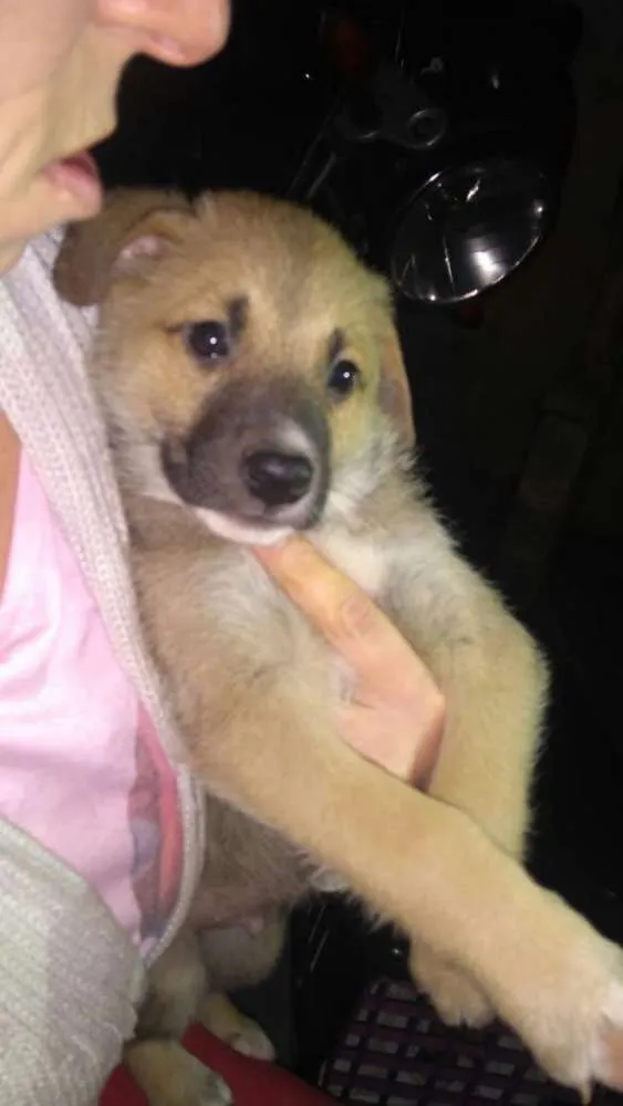 Cachorro ra a  idade 2 a 6 meses nome Filhotes 