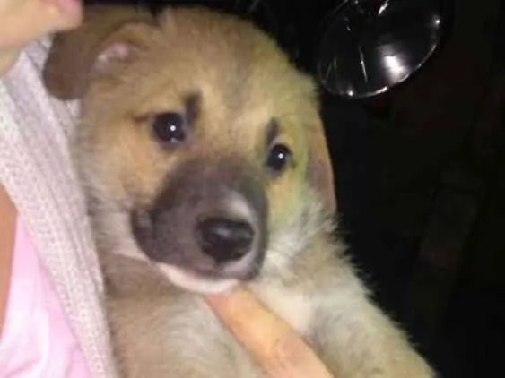 Cachorro ra a  idade 2 a 6 meses nome Filhotes 