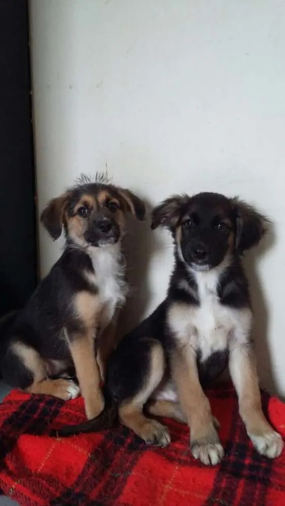 Cachorro ra a  idade 2 a 6 meses nome Filhotes 