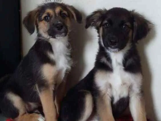 Cachorro ra a  idade 2 a 6 meses nome Filhotes 