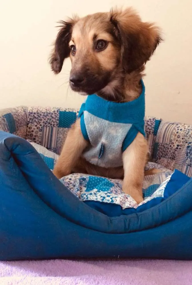Cachorro ra a  idade 2 a 6 meses nome Filhotes 