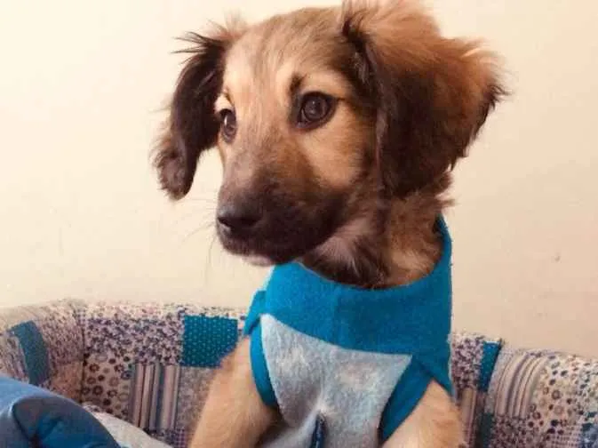 Cachorro ra a  idade 2 a 6 meses nome Filhotes 