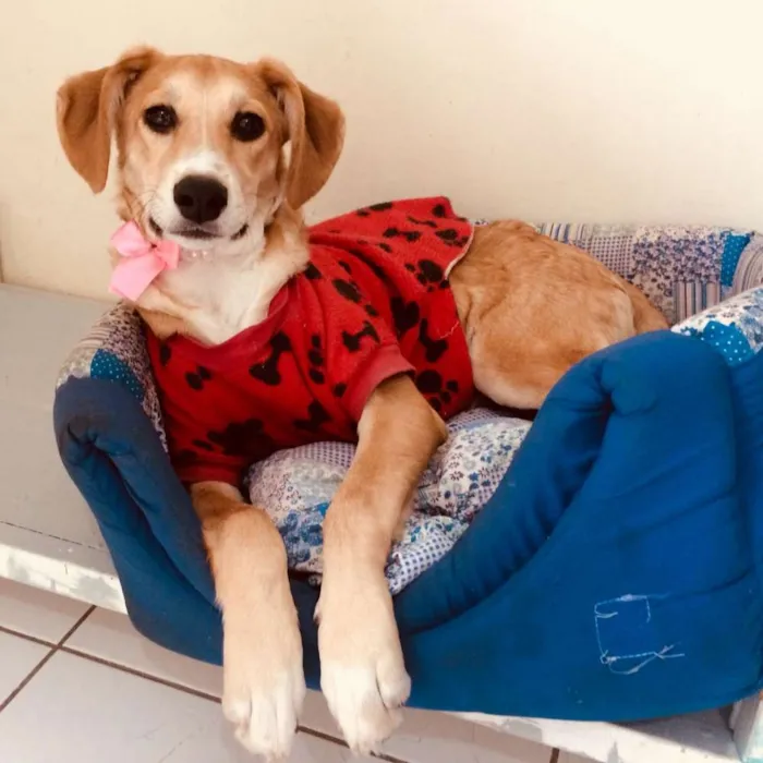 Cachorro ra a  idade 2 a 6 meses nome Filhotes 