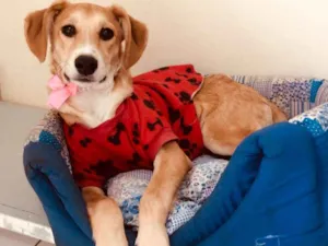 Cachorro raça  idade 2 a 6 meses nome Filhotes 