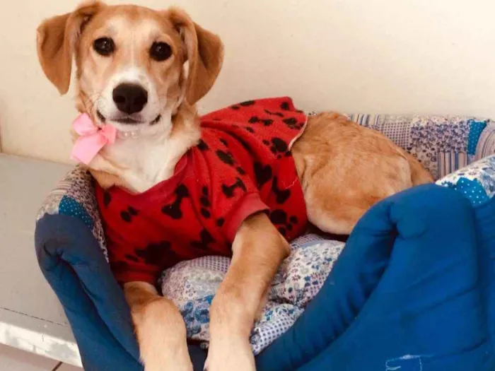 Cachorro ra a  idade 2 a 6 meses nome Filhotes 