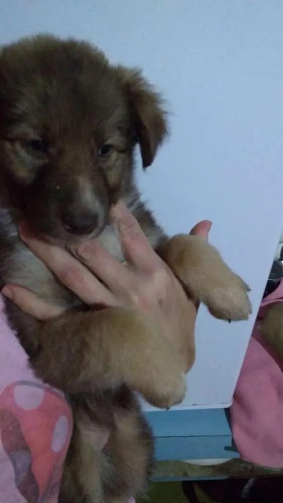 Cachorro ra a  idade 2 a 6 meses nome Filhotes 