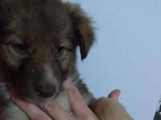 Cachorro ra a  idade 2 a 6 meses nome Filhotes 