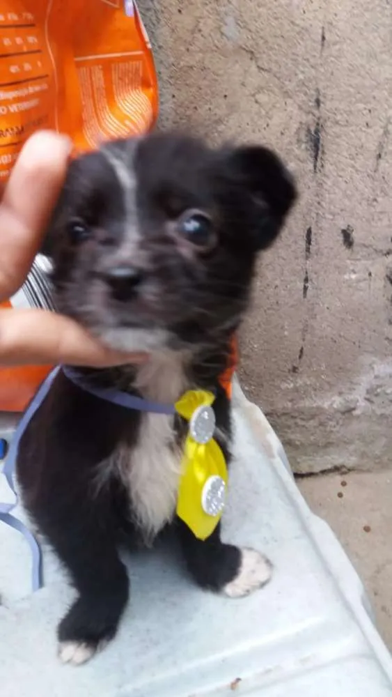 Cachorro ra a  idade 2 a 6 meses nome Filhotes 