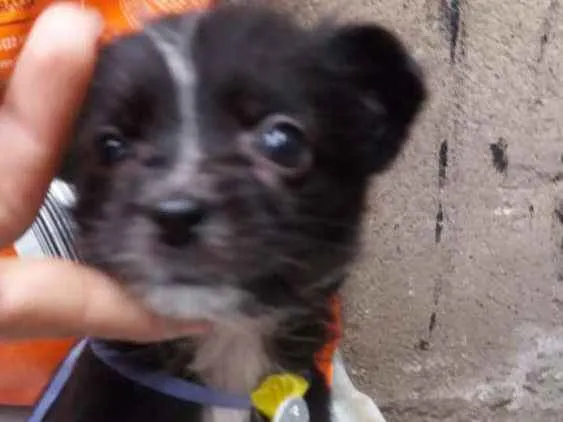 Cachorro ra a  idade 2 a 6 meses nome Filhotes 
