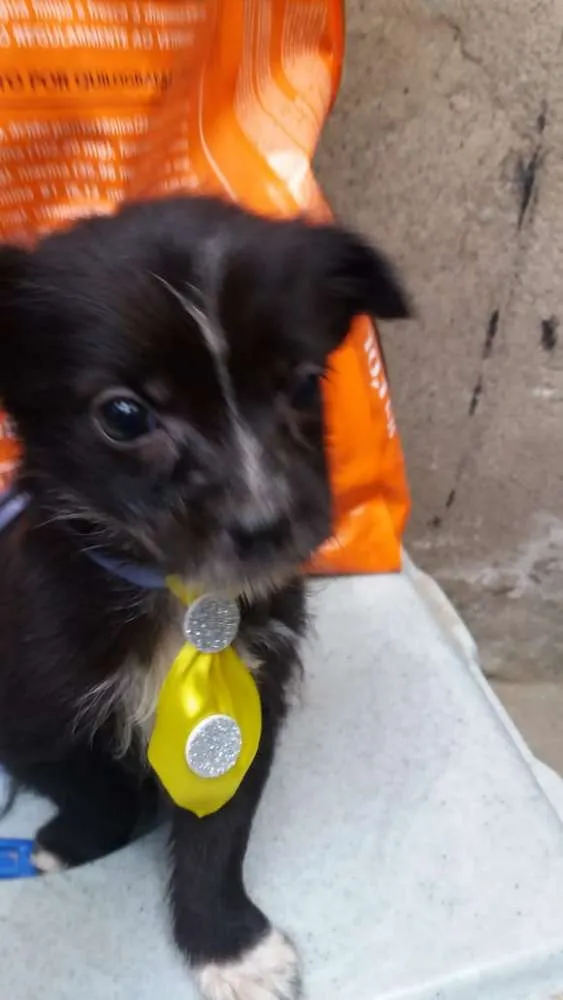 Cachorro ra a  idade 2 a 6 meses nome Filhotes 