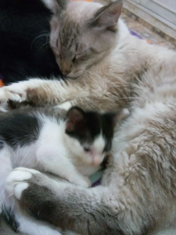 Gato ra a Vira lata idade 2 a 6 meses nome Bile
