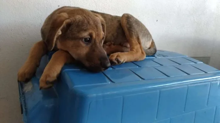 Cachorro ra a srd idade 2 a 6 meses nome Gold
