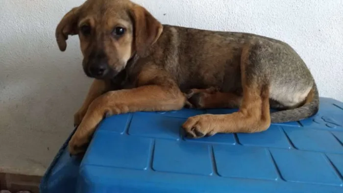 Cachorro ra a srd idade 2 a 6 meses nome Gold