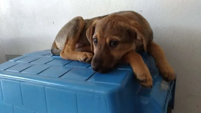 Cachorro ra a srd idade 2 a 6 meses nome Gold