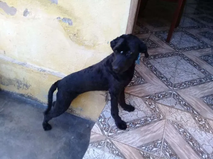Cachorro ra a Poodle idade  nome Biscuit