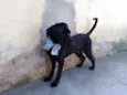 Biscuit
