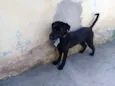 Biscuit