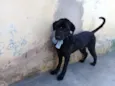 Biscuit