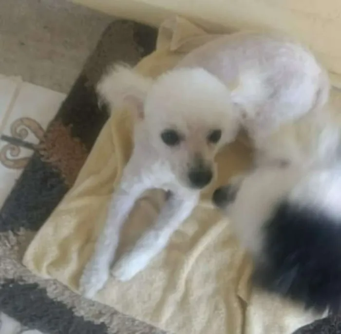 Cachorro raça Poodle  idade 2 anos nome Benamim