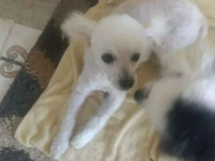 Cachorro raça Poodle  idade 2 anos nome Benamim