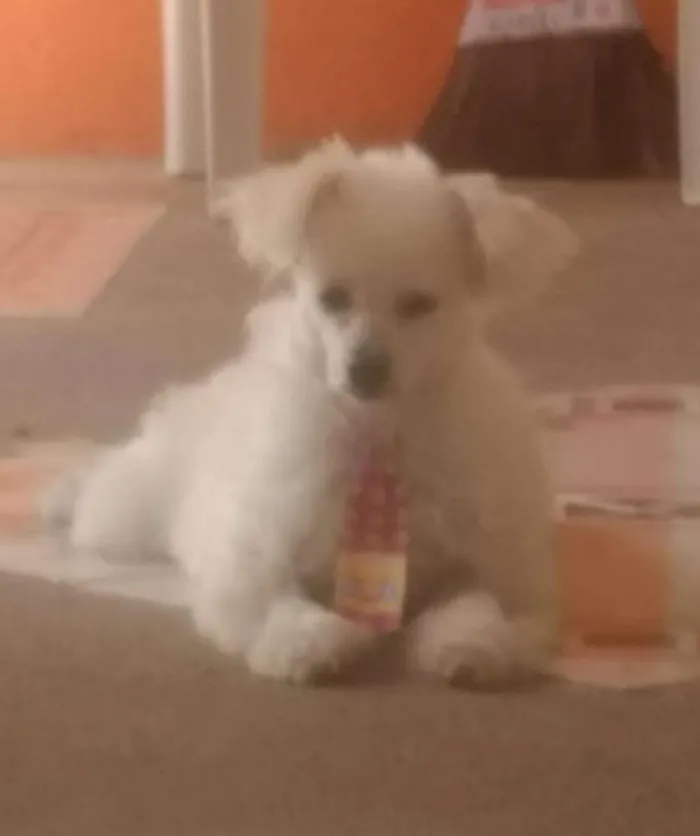 Cachorro raça Poodle  idade 2 anos nome Benamim