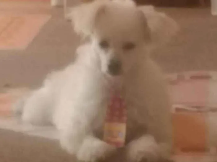 Cachorro raça Poodle  idade 2 anos nome Benamim