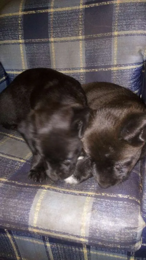 Cachorro raça Indefinido idade Abaixo de 2 meses nome Indefinido