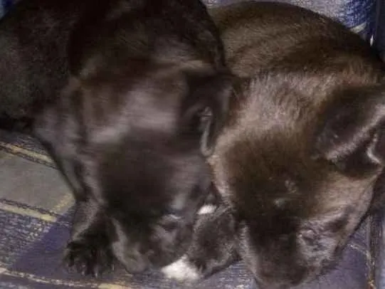 Cachorro raça Indefinido idade Abaixo de 2 meses nome Indefinido