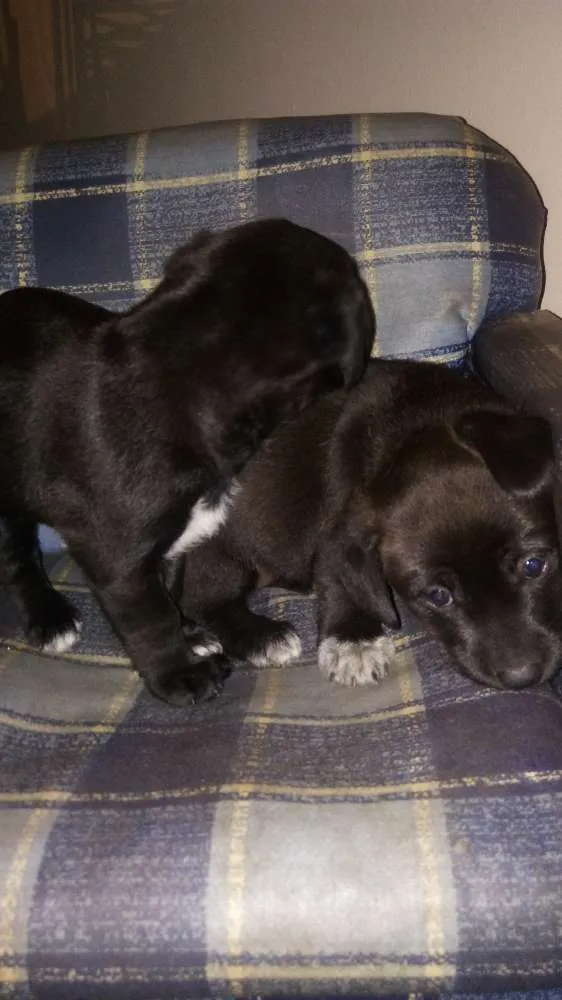 Cachorro raça Indefinido idade Abaixo de 2 meses nome Indefinido