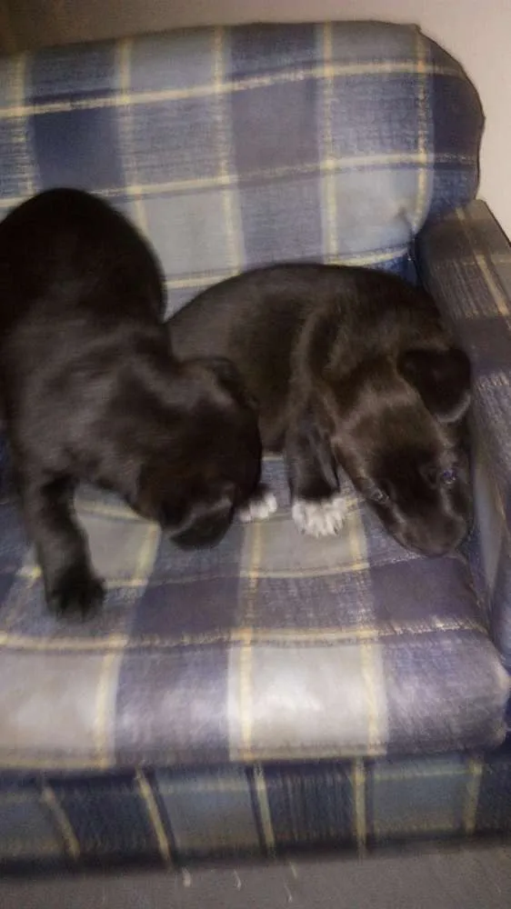 Cachorro raça Indefinido idade Abaixo de 2 meses nome Indefinido