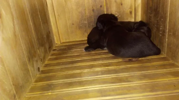 Cachorro raça Indefinido idade Abaixo de 2 meses nome Indefinido