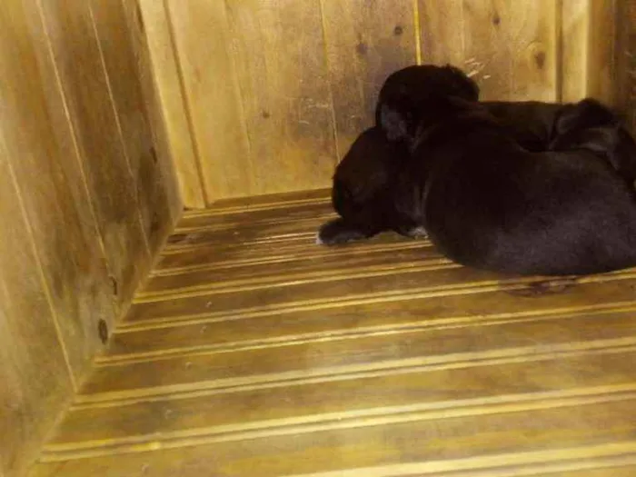 Cachorro raça Indefinido idade Abaixo de 2 meses nome Indefinido