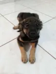 Lilica