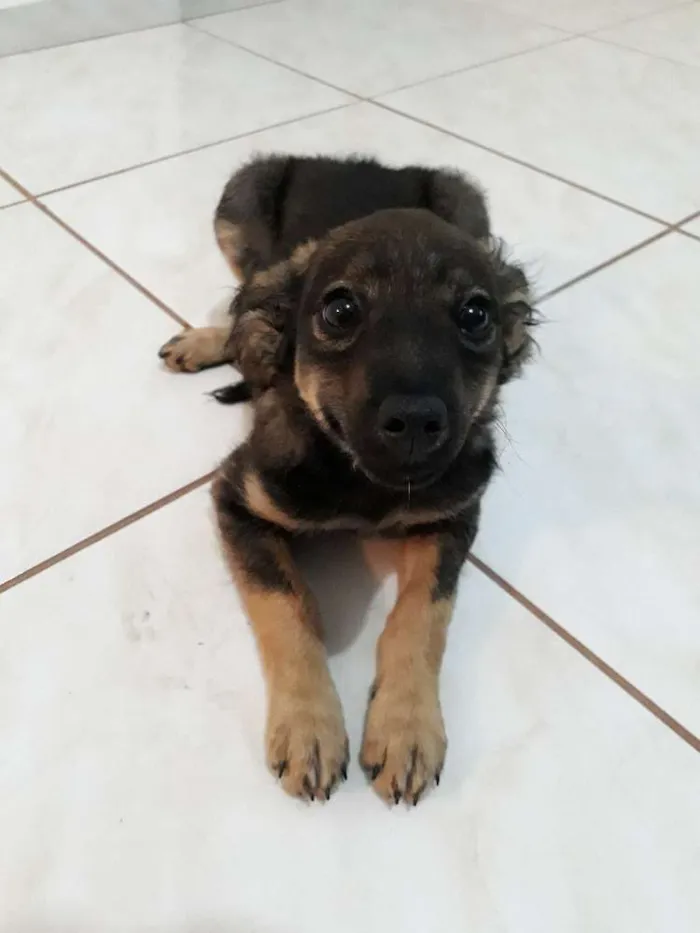Cachorro raça Fox  Paulistinha com vira lata idade 2 a 6 meses nome Lilica