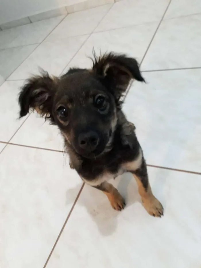 Cachorro raça Fox  Paulistinha com vira lata idade 2 a 6 meses nome Lilica