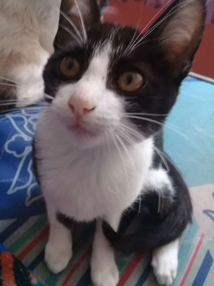 Gato ra a  idade 2 a 6 meses nome Gata